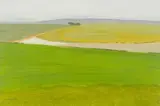 Nico Verboom, Farm Landscape with Trees in the Distance, 1985, acrylic on paper