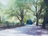 Dmitry Nikashin, Road with Trees, oil on canvas