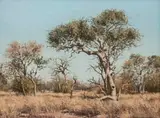 Francois Koch, Bushveld Landscape with Trees, oil on canvas laid down on board