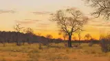 Johann Koch, Sunset Bushveld Scene, oil on canvas