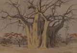 Erich Mayer, Baobab