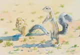 Zakkie Eloff, Ground Squirrels, watercolour on paper