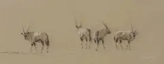 Kim Donaldson, Gemsbok, chalk pastel on paper