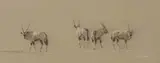 Kim Donaldson, Gemsbok, chalk pastel on paper