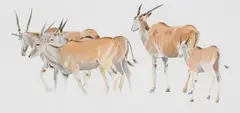 Leigh Voigt, Eland Cows, watercolour on paper