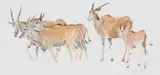 Leigh Voigt, Eland Cows, watercolour on paper