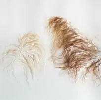Nandipha Mntambo, Quiet Acts of Affection (A), 2012, cow tail on cotton paper