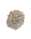 Claire Waters, A Lichen Abstraction, 2025, ceramic, on a resin base