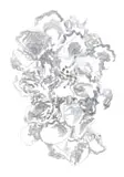 Nellien Brewer, Oyster I, 2024, digital text and print on paper