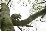 Stefanie de Beer, Bush Baby V, The Last Light Series, 2024, cast aluminium