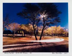 Obie Oberholzer, Acacia Tortilis. North West Province. SA., hand-printed colour photograph