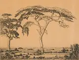 Jacobus Hendrik Pierneef, Camelthorn Springbok Flats, 1930, etching on paper