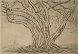 Jacobus Hendrik Pierneef, Tree with Exposed Roots, 1920, etching on paper