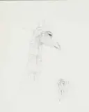 Judith Mason, A Page from an Engen Bestiary - Leaning Tower, pencil on paper