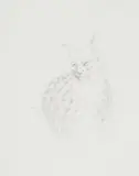 Judith Mason, A Page from an Engen Bestiary - Predator, pencil on paper
