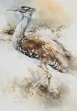 Barbara Siedle, Bustard, watercolour on paper