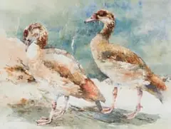 Barbara Siedle, Egyptian Geese, watercolour on paper