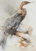 Barbara Siedle, Darter, watercolour on paper