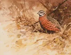 Rodger McPhail, Harlequin Quail, watercolour on paper