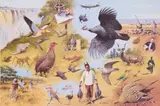 Rodger McPhail, Game Bird Shooting in Southern Africa, two