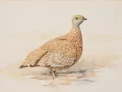 Sand Grouse by Jill Adams, watercolour on paper, sold Jul 2026
