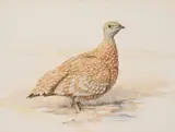 Jill Adams, Sand Grouse, watercolour on paper