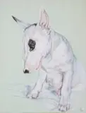 Diane Victor, Bull Sykes, 1999, pastel and charcoal on paper