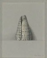Wim Blom, Cowrie Shell, 1978, pencil and pencil crayon on paper
