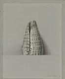 Wim Blom, Cowrie Shell, 1978, pencil and pencil crayon on paper