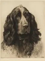 Herbert Dicksee, A Cocker Spaniel, 1931, etching on paper
