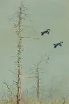 Philip Rickman, Over the Tops (Blackcock in Flight), watercolour on paper laid down on board
