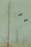 Philip Rickman, Over the Tops (Blackcock in Flight), watercolour on paper laid down on board