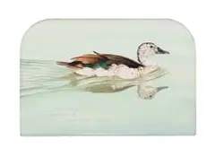 Michael (Mick) J Allard, Sarkidiornis Melanotos, Knob Billed Duck, oil on wood panel