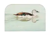 Michael (Mick) J Allard, Sarkidiornis Melanotos, Knob Billed Duck, oil on wood panel