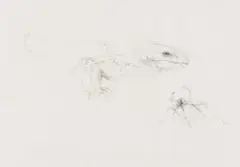 Judith Mason, Predator, pencil on paper