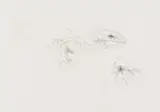Judith Mason, Predator, pencil on paper