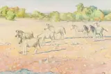 Herd of Zebras by Zakkie Eloff, oil on canvas, sold Jan 2026