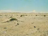 Walter Meyer, Trees and Rock, Richtersveld, 2001, oil on canvas