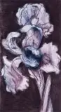 William Kentridge, White Iris, 1998, colour etching and aquatint on wove paper
