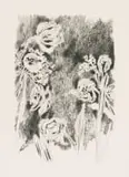 Andrew Verster, Irises