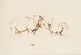 Two Rhinos by Zakkie Eloff, ink on paper, sold Dec 2025