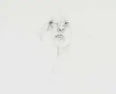 Judith Mason, Head, pencil on paper