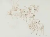 Herd of Impala by Zakkie Eloff, ink on paper, sold Oct 2025