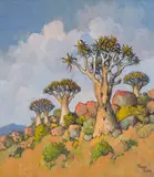 Conrad Theys, Quiver Trees, Richtersveld