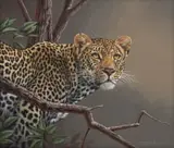 Fabrizio (Fuz) Caforio, Ingwe V, 2007, oil on canvas