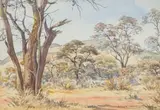 Erich Mayer, Acacia Forest