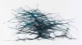 Amanda Coppes-Martin, Irreversible Succession, silk and glue