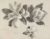 Otto Klar, Magnolia Study, 1982, charcoal and watercolour on paper