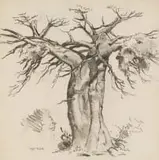 Otto Klar, Baobab, charcoal on paper