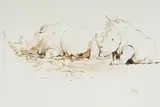 Two Rhinos by Zakkie Eloff, ink on paper, sold Aug 2025